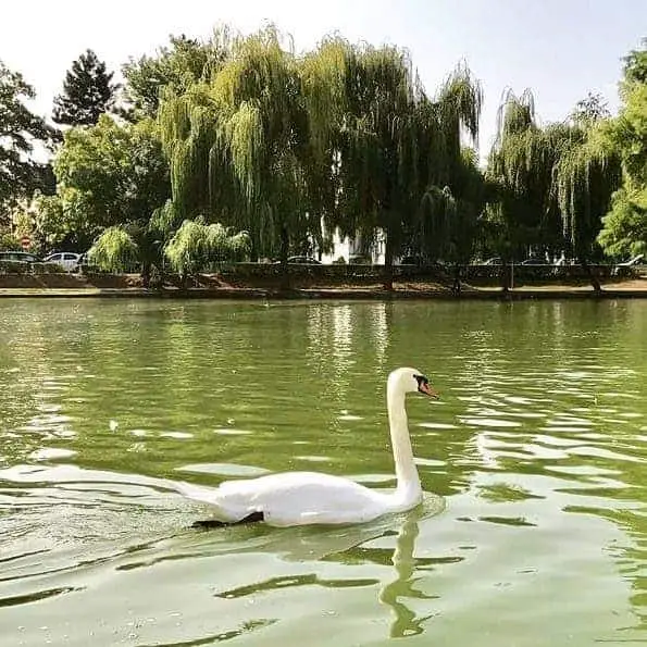 Swan in Central Park, Cluj