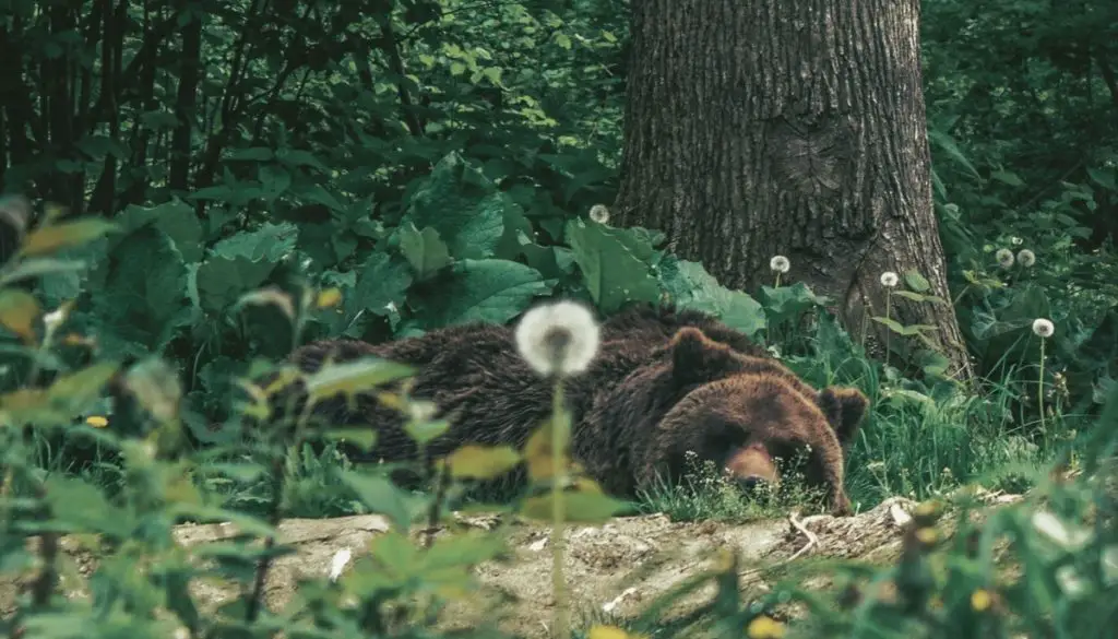 Brown bear sleeping at Libearty Bear Sanctuary in Romania.