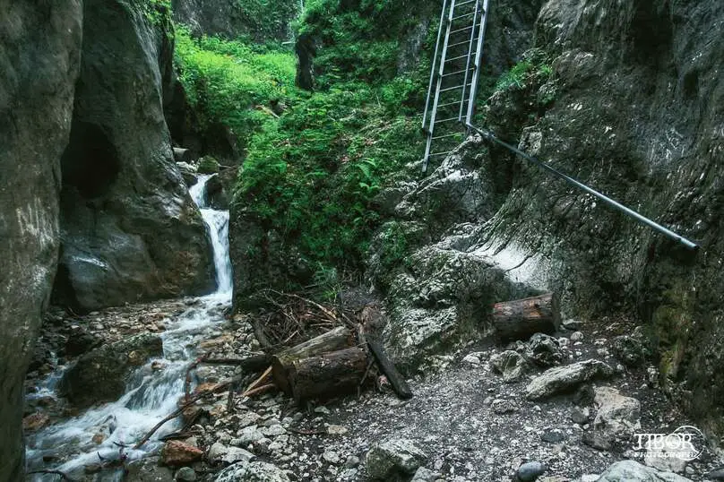 Ladder leading up a canyon with a small waterfall and a lot of greenery in a small clearing.
