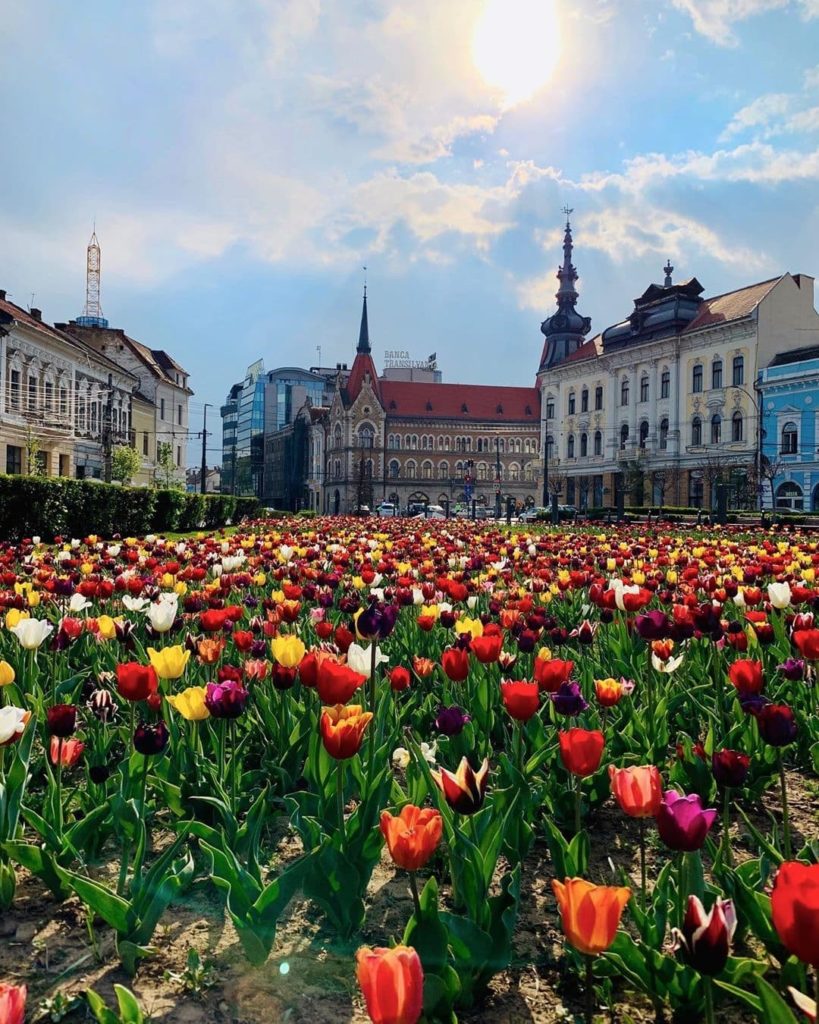 Piata Mihai Viteazul covered in colorful tulips