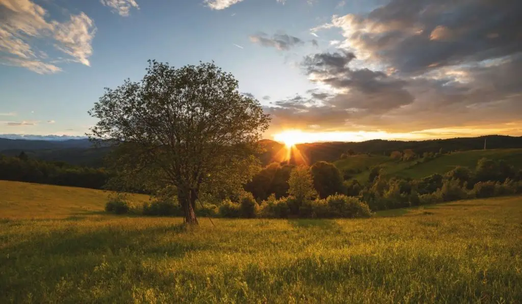 Sun setting behind the green hills of Transylvania with a small tree in the foreground.