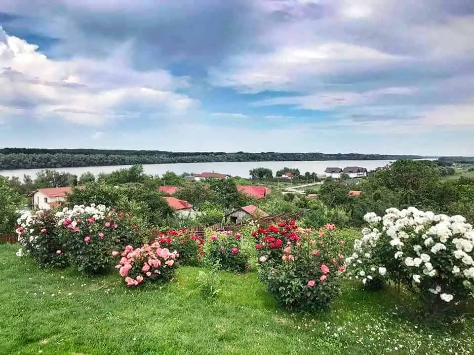 Flowers casa lac de verde, Romania - Danube Delta