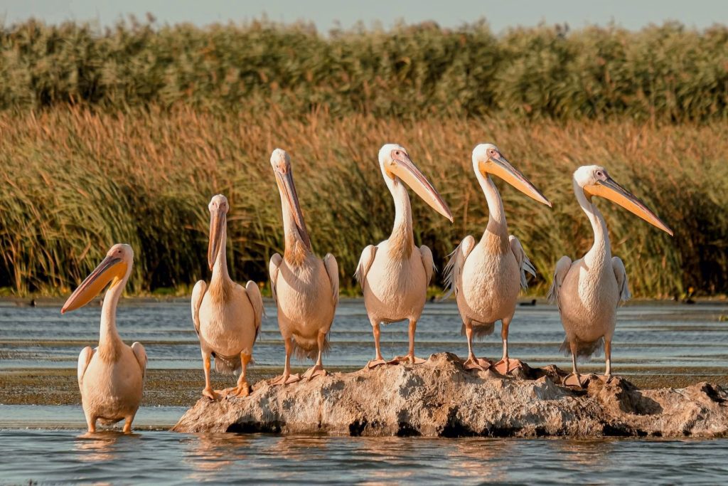 Group of pelicans on the Danube Delta, Romania
