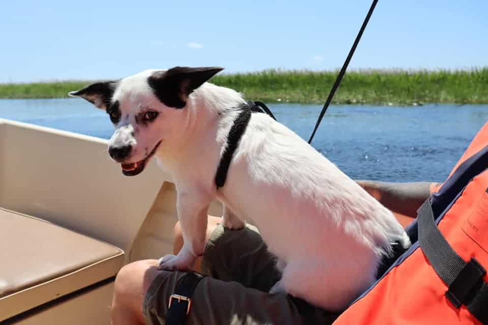 Dog sitting on someone's lap on a boat, Danube Delta, Romania