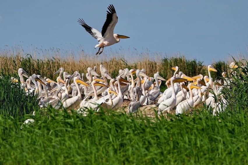Pelican colony in the Danube Deleta with one pelican taking off.