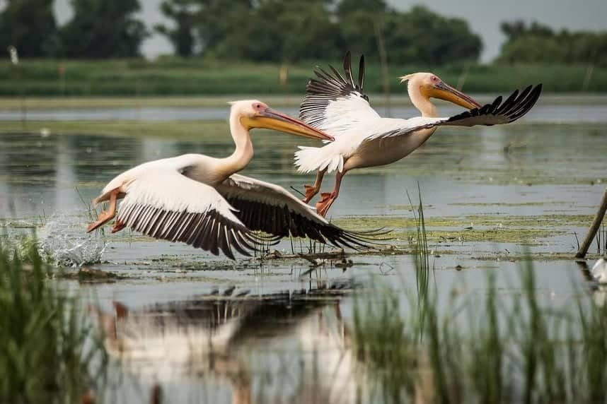 Pelicans taking off at the Danube Delta, Romania