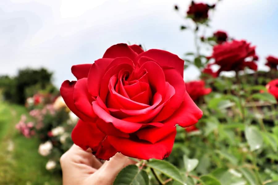 Blooming red rose in woman's hand, Danube Delta, Romania