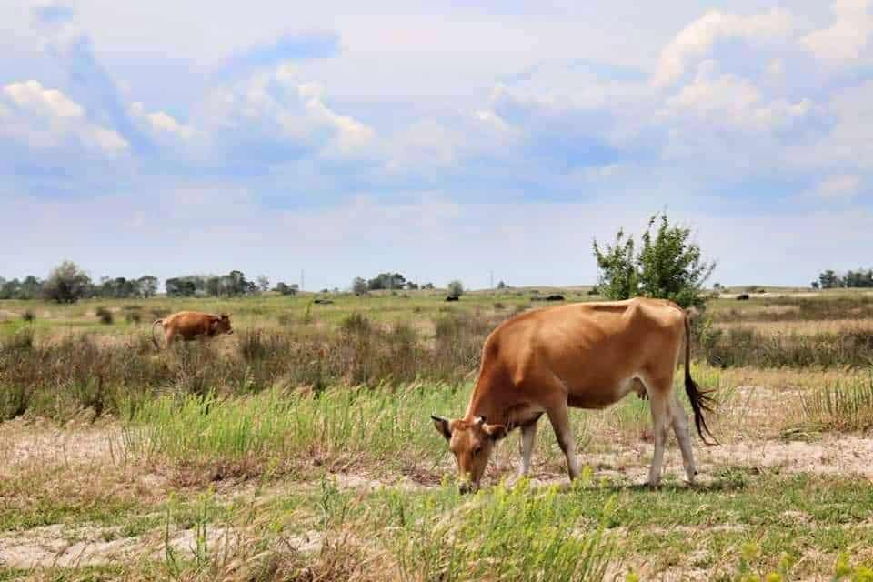 Cows on Safari at Danube Delta, Romania