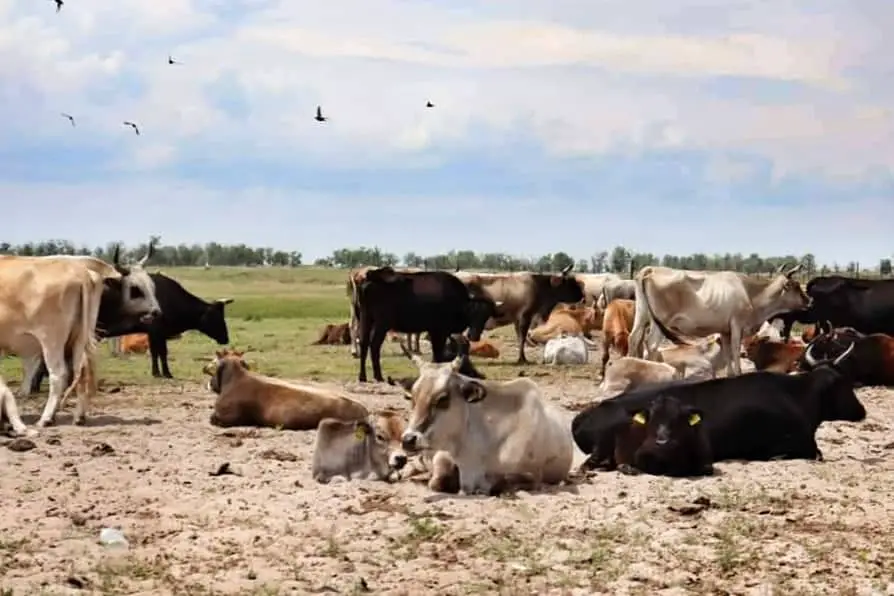 Group of cows in safari - Danube delta, Romania