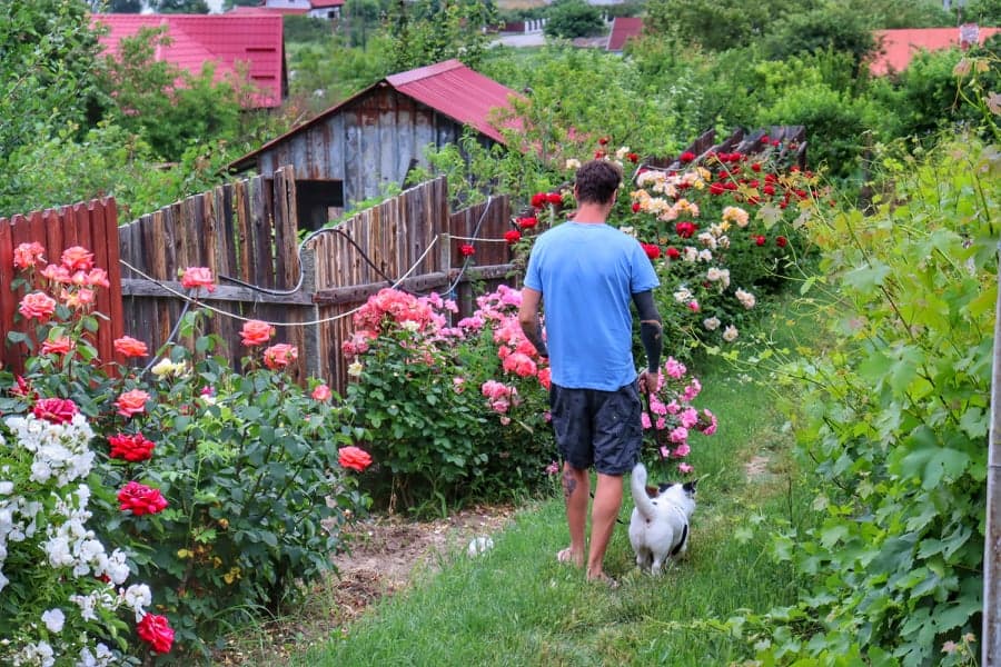 Man walking with dog through colorful gardens in Romania