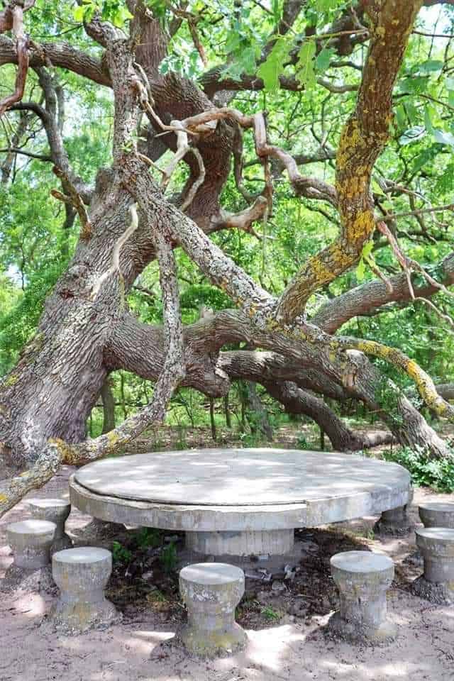 Large, ancient tree in Danube Delta, Romania