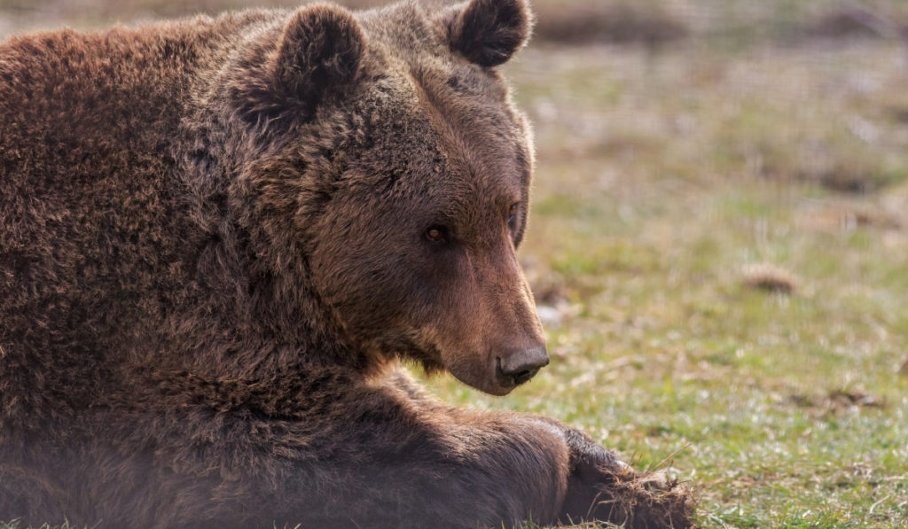 Romanian brown bear at the Zarnesti Libearty Bear Sanctuary outside of Brasov, Romania.