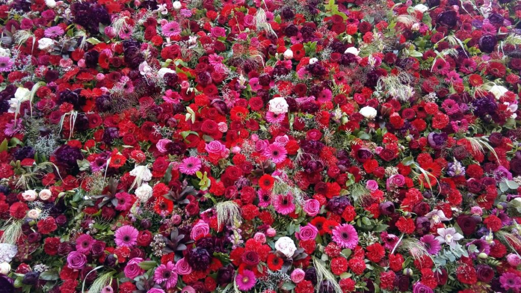 Carpet of red flowers in Timisoara, Romania.