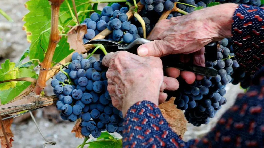 Romanian grape harvest for wine