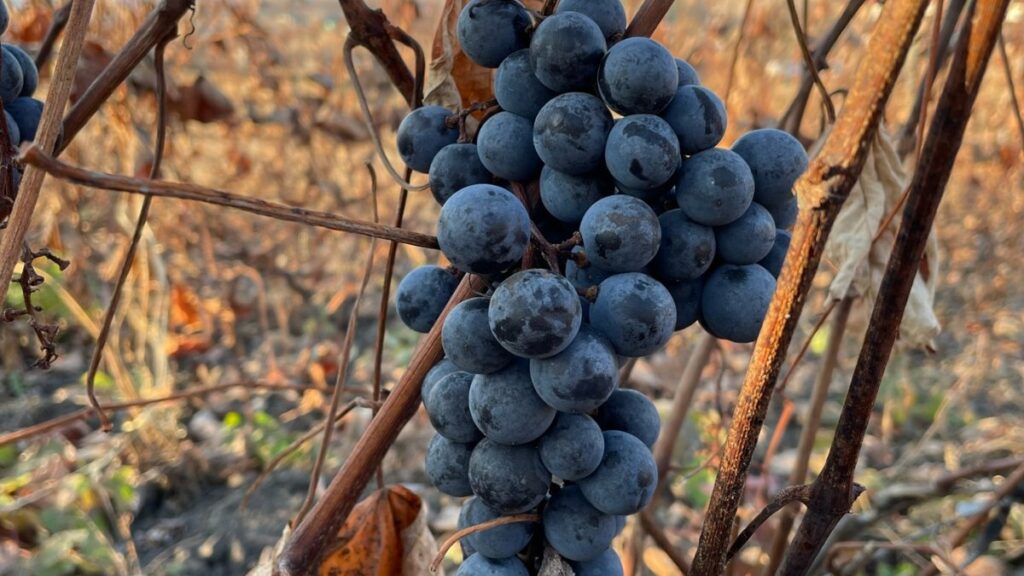 Romanian grape varietal in fall.