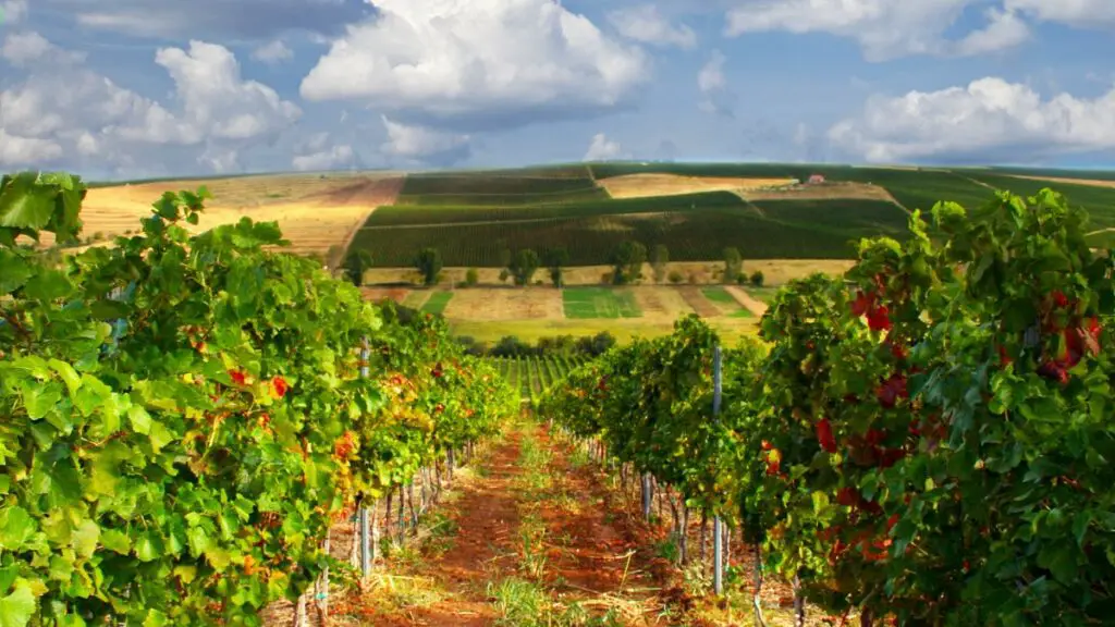 Wine vineyard in Romania overlooking rolling hills.