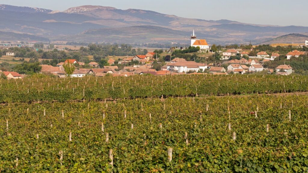 Village seen beyond Romanian wine vineyard.