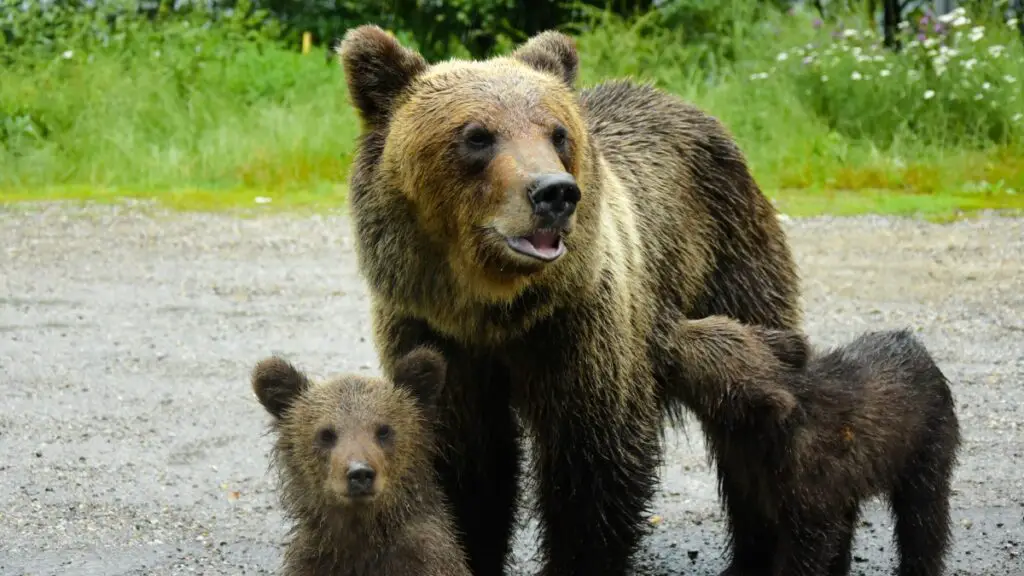 Bear and cubs playing in a river in Brasov