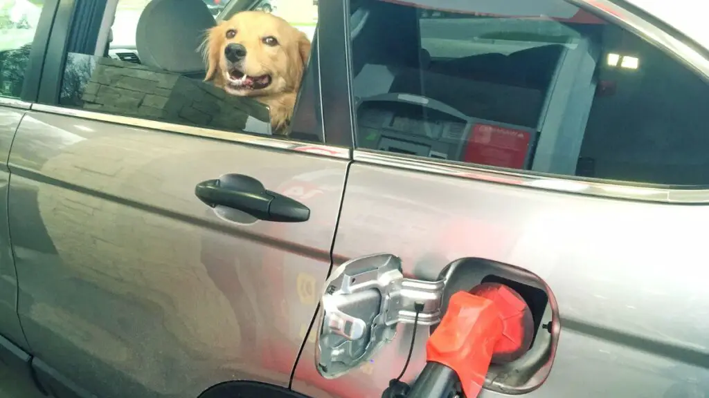Car getting gas in Romania with golden retriever in backseat.
