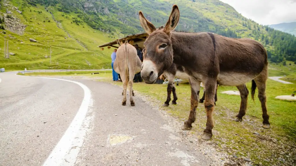 Donkeys on the side of the road in Transylvania.