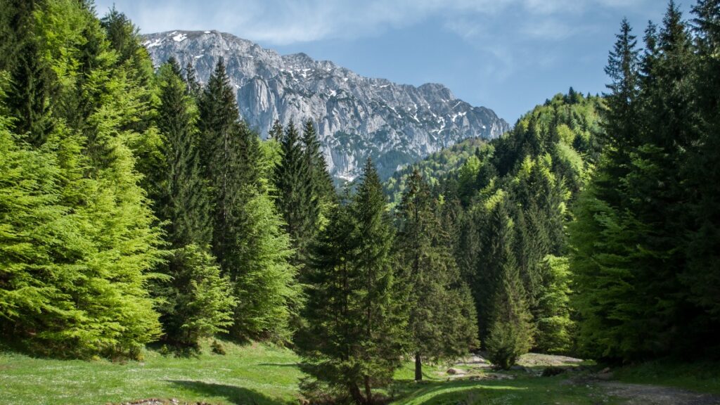 Hiking in Transylvania, mountains with evergreen trees and green grass in the foreground.