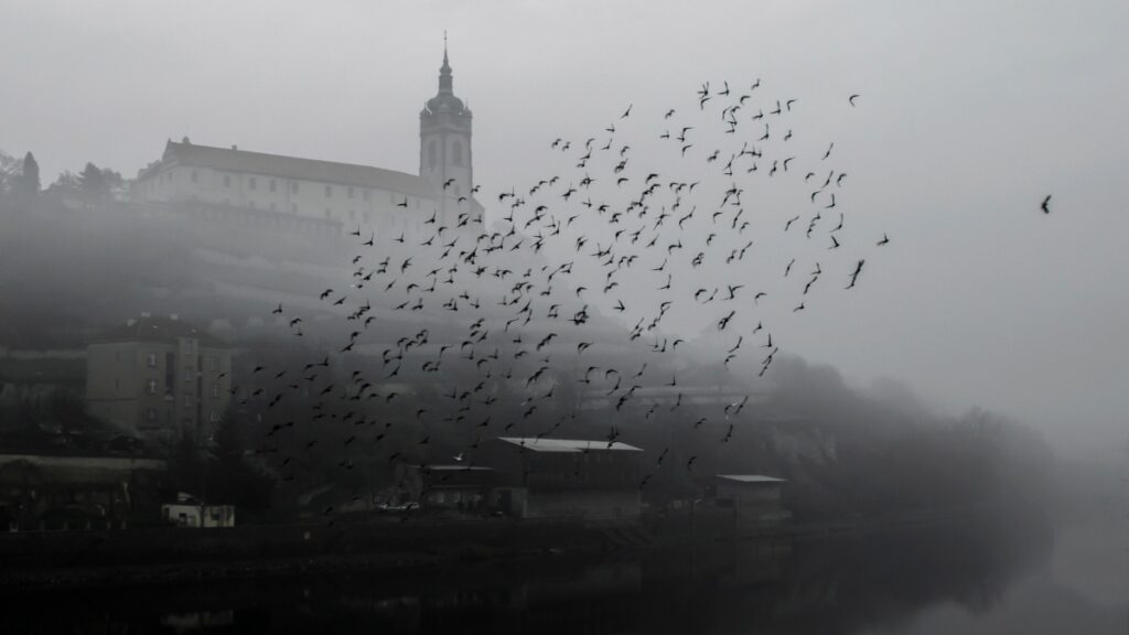 Bats flying around Sighisoara, birthplace of Vlad the Impaler, aka Count Dracula