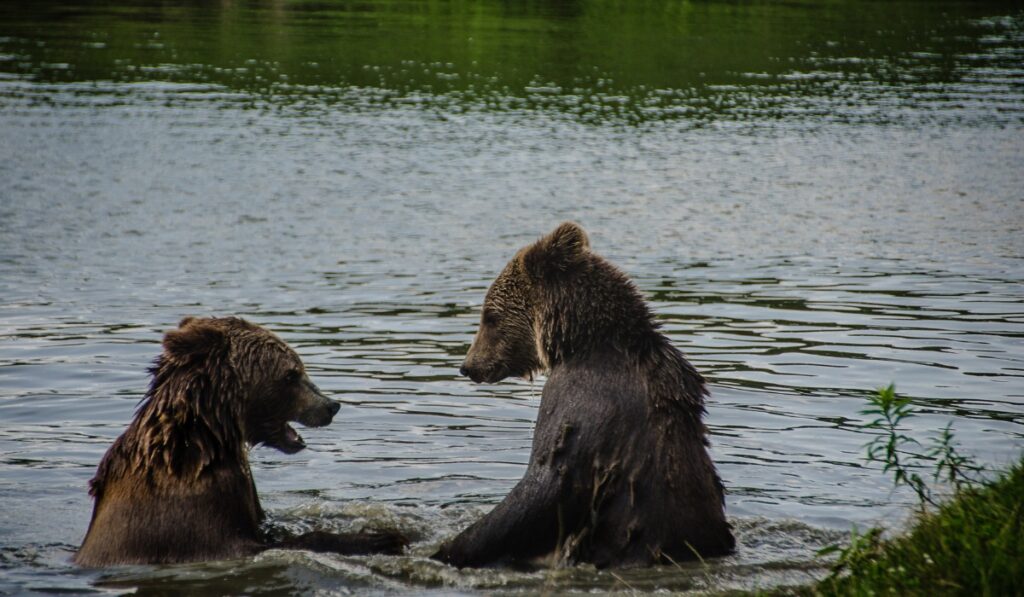 Bears playing in the river in Romania.