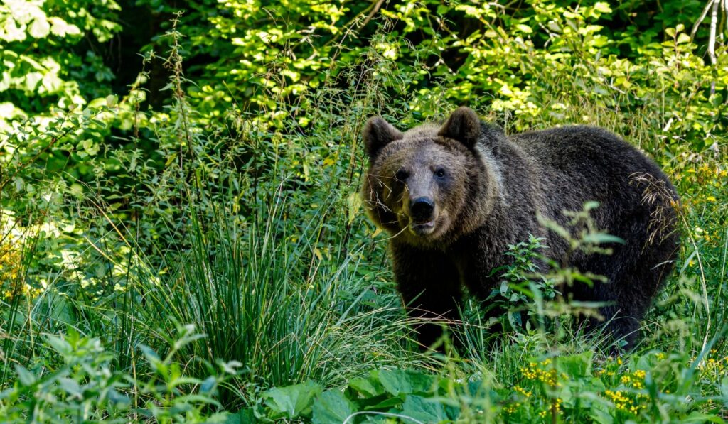 Bear in the Libearty Bear Sanctuary near Brasov, Romania.
