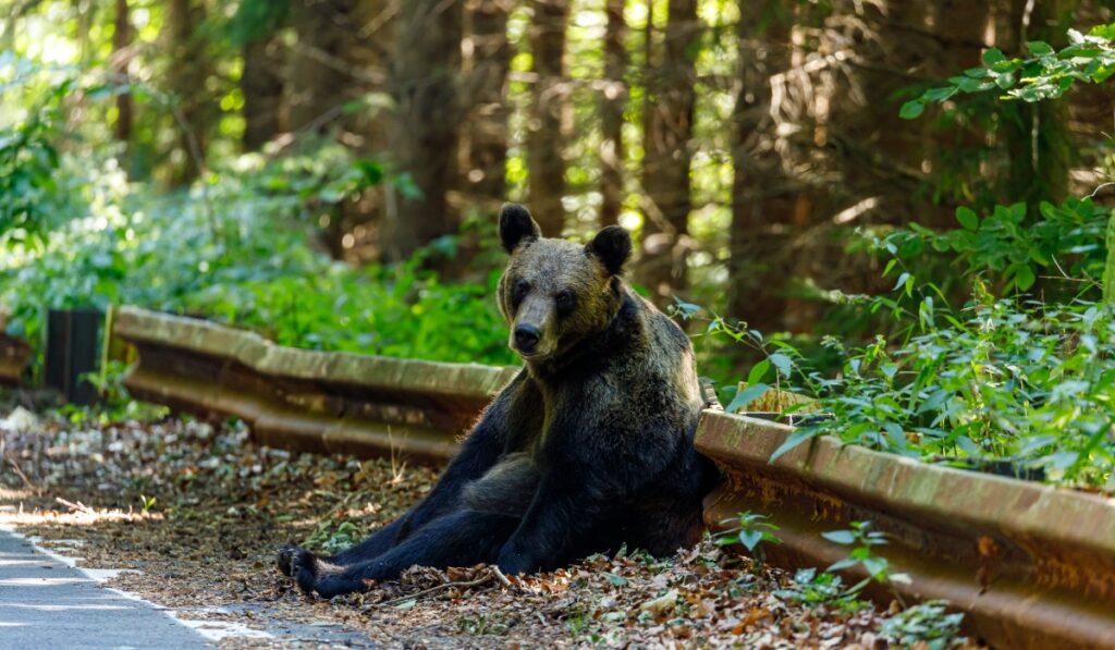 Brown bear sitting by the side of the road in Brasov.