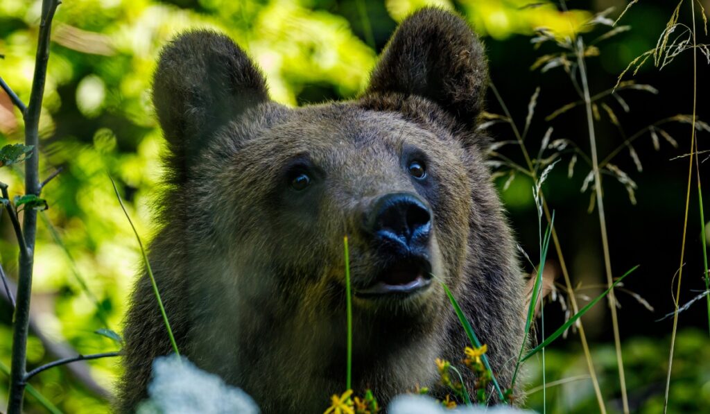 Close up of a bear at Libearty Bear Sanctuary.