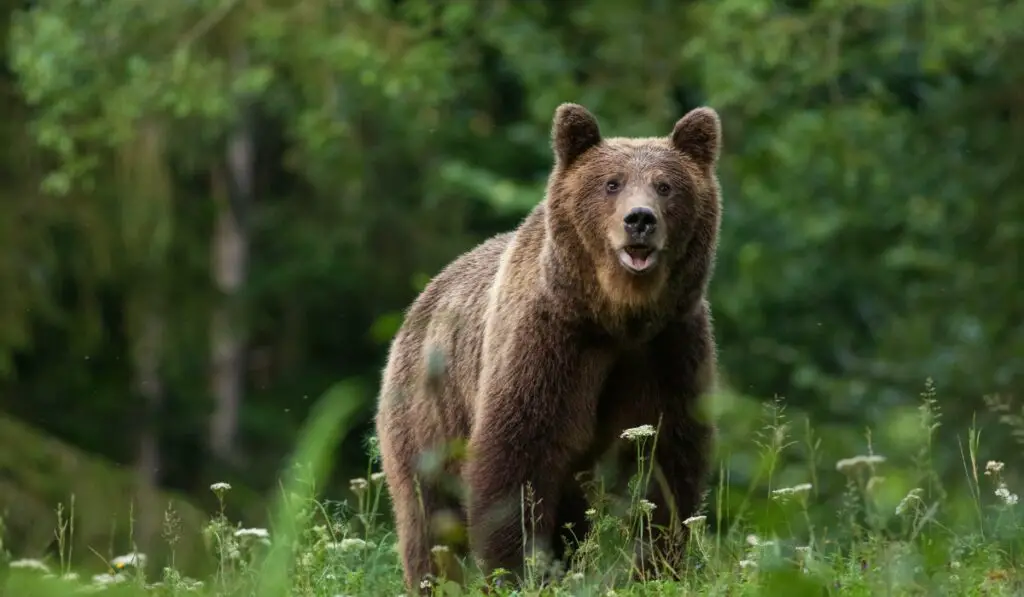 Bear in Libearty Bear Sanctuary, Zarnesti, Brasov, Romania