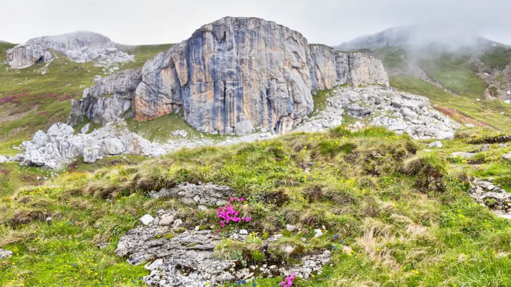 Bucegi mountain rock formation with wildflowers in foreground