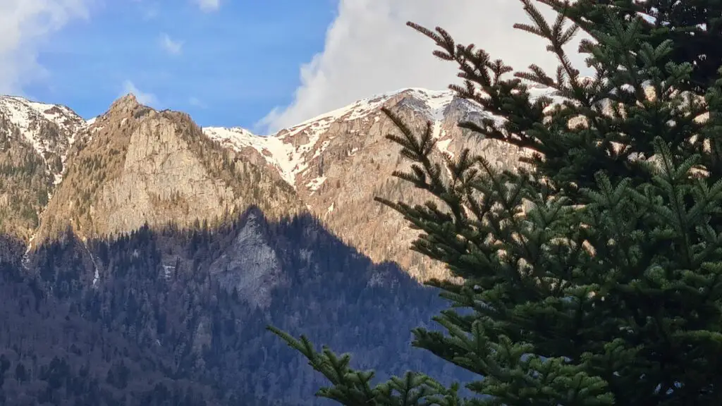Mountains with evergreen in foreground in Bucegi Natural Park