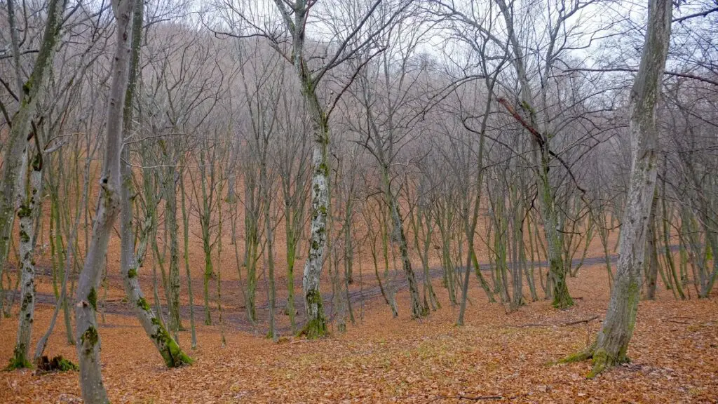 Hoia Baciu forest in Romania, during autumn.