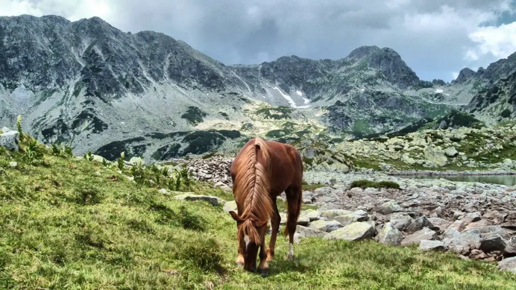horse with mountain backdrop in Retezat National Park