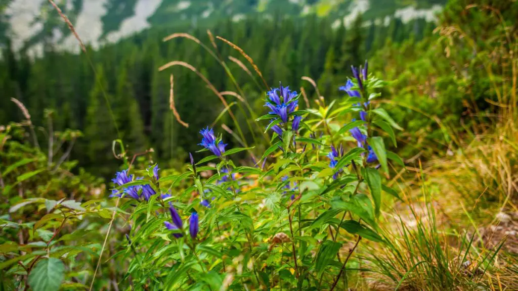 Wildflowers in Retezat Mountains