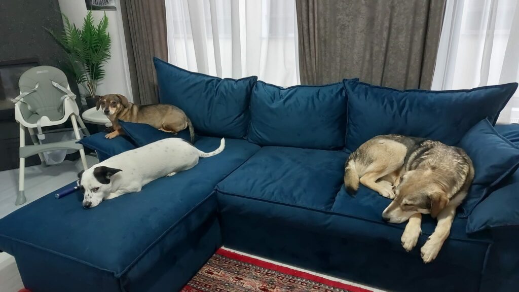 Three dogs relaxing on a blue couch.