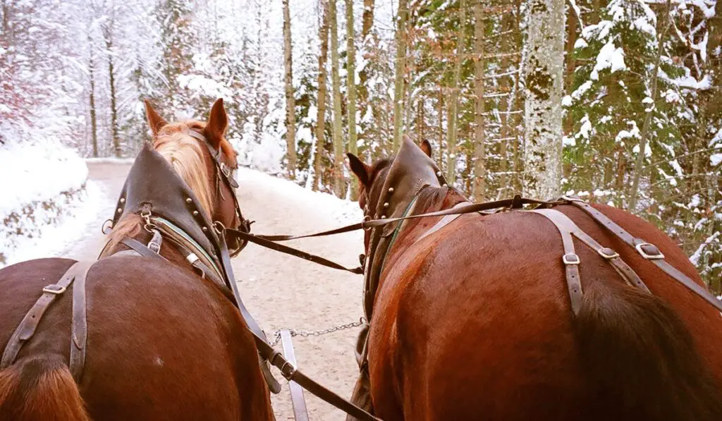 Horses taking a sleigh through a wintery Transylvanian landscape.