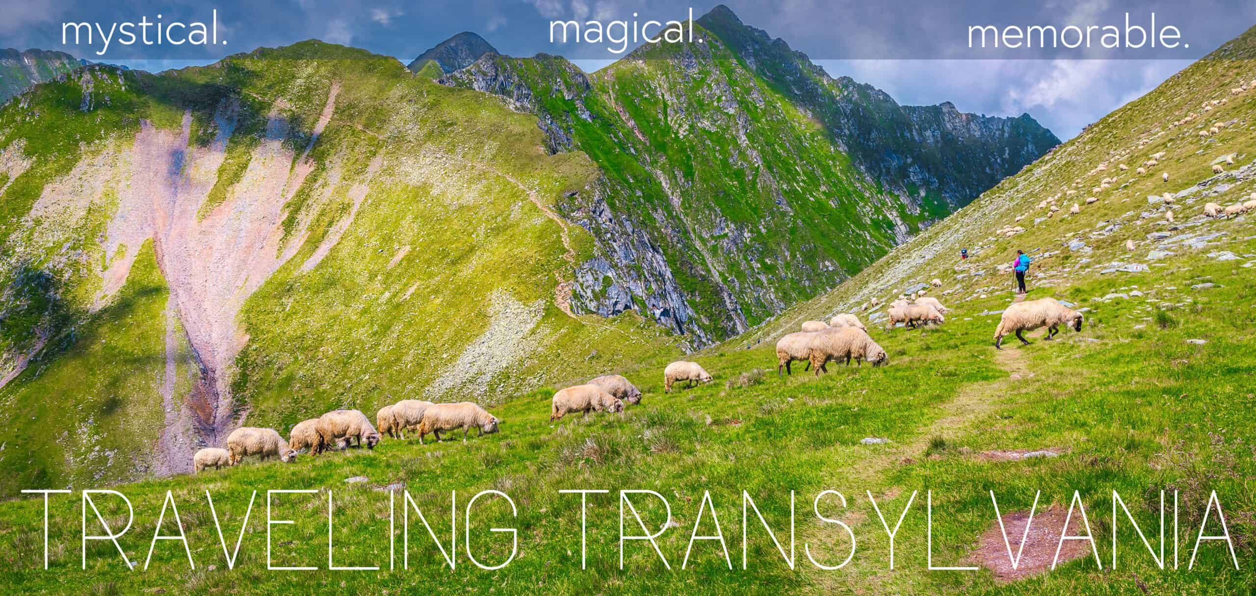 Forested area of Transylvania in front of a meadow with a flock of sheep. Text overlaid - mythical. magical. memorable. Traveling Transylvania.